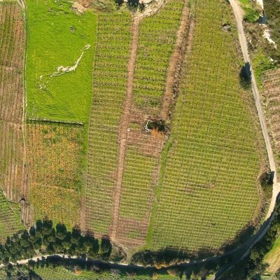 Vineyards in Winter
